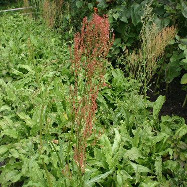 Rumex ambiguus - Tuinzuring - BIO - 50% korting wegens verminderde kiemkracht