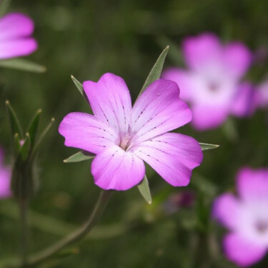 Agrostemma githago - Bolderik - BIO