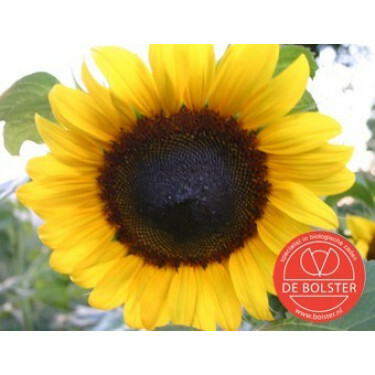 Helianthus annuus - Zonnebloem - groot - BIO