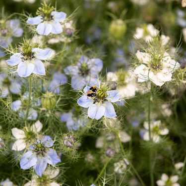 Nigella damascena - Juffertje in't groen - BIO