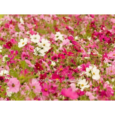 Cosmos bipinnatus - Cosmos - BIODYNAMISCH