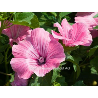 Lavatera trimestris - Grootbloemige lavatera - BIODYNAMISCH