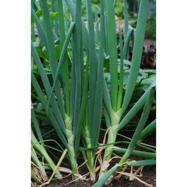 Stengelui - Ishikura Long White - BIO