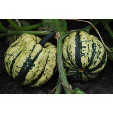 Pompoen - Sweet dumpling - BIODYNAMISCH