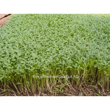 Tuinkers - Lepidium sativum - 20g - BIODYNAMISCH