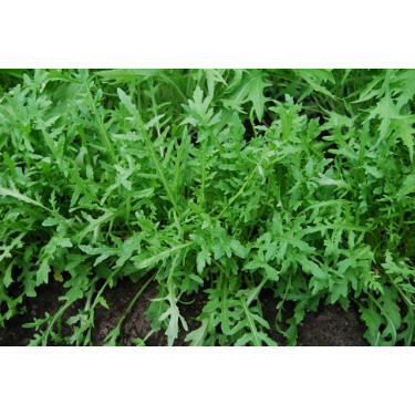 Rucola - wilde, GROW*bd