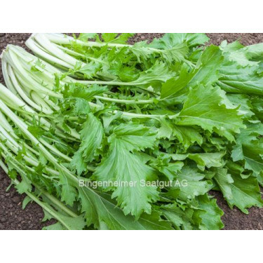 Raapsteel/Bladmoes - Namenia - BIODYNAMISCH