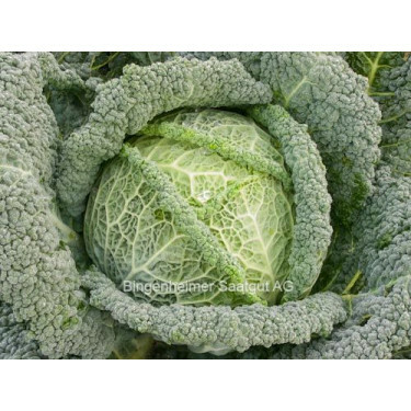 Savooikool - Smaragd - BIODYNAMISCH
