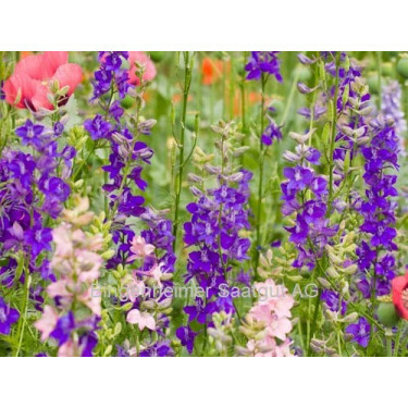 Delphinium ajacis - Ridderspoor - BIODYNAMISCH