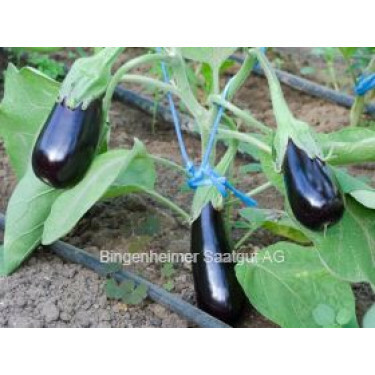 Aubergine - de Barbentane - BIO - 50% korting wegens verminderde kiemkracht