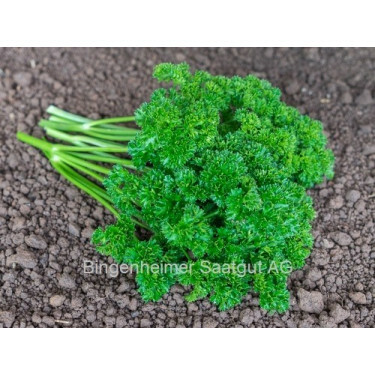 Peterselie - Grüne Perle 2 - BIODYNAMISCH - 50% korting wegens verminderde kiemkracht
