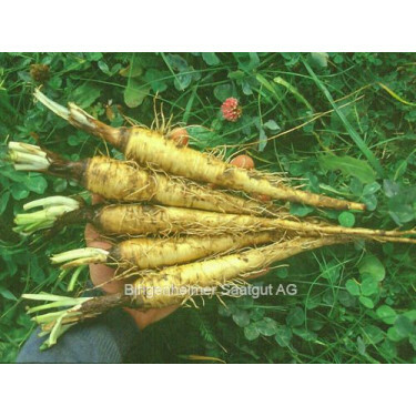 Haverwortel - BIODYNAMISCH