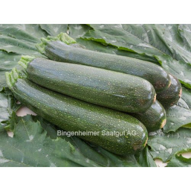 Courgette - Serafina - BIODYNAMISCH