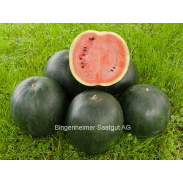 Watermeloen - Sugar Baby - BIODYNAMISCH