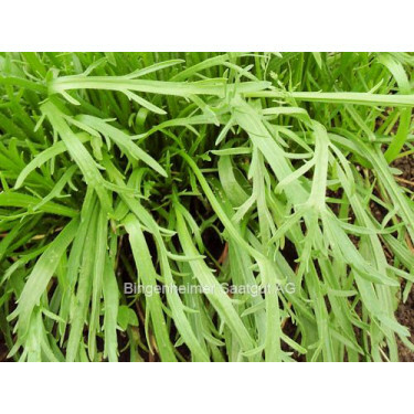 Hertshoornweegbree - BIODYNAMISCH