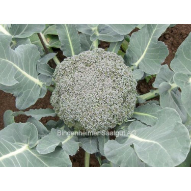 Broccoli - Calinaro - BIO