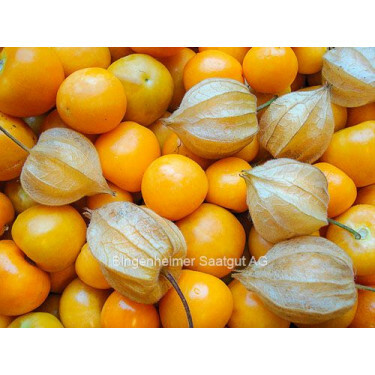 Goudbes (Physalis peruviana) Schönbrunner Gold *bd      