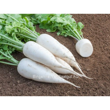 Rammenas - Laurin - BIODYNAMISCH