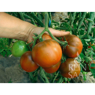 Tomaat - Lilac - BIODYNAMISCH - 50% korting wegens verminderde kiemkracht