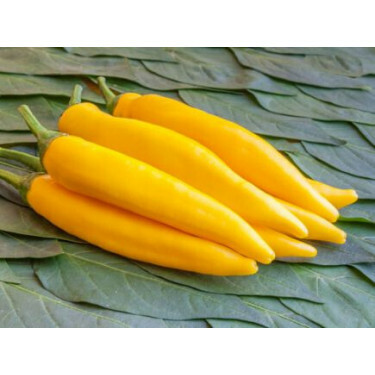 Peper - Sarit Gat - BIODYNAMISCH - 50% korting wegens verminderde kiemkracht