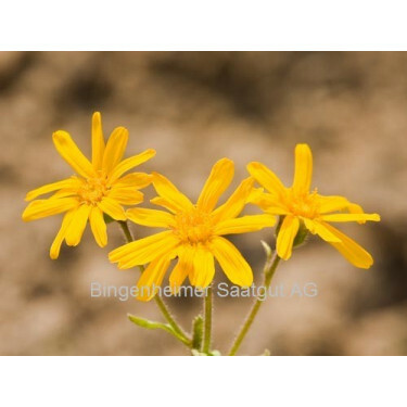 Arnica montana - Valkruid - BIODYNAMISCH