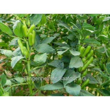 Veldboon - 280g - BIO