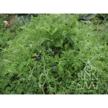 Winterwikke (bonte wikke) Vicia villosa 10kg Bingenheimer Saatgut*