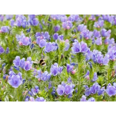 Echium plantagineum - Slangenkruid - BIODYNAMISCH