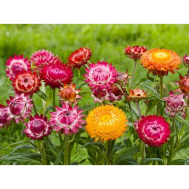 Helichrysum bracteatum - Goudstrobloem 'Monstrosum' - BIODYNAMISCH