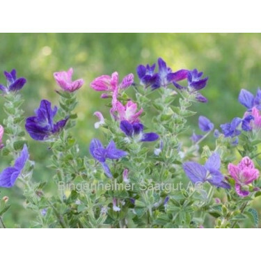 Salvia viridis - Decoratieve salie - BIODYNAMISCH