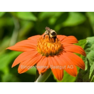 Tithonia rotundifolia - Mexicaanse zonnebloem - BIO