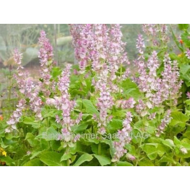 Salvia sclarea - Scharlei (Muskaatsalie) - BIODYNAMISCH