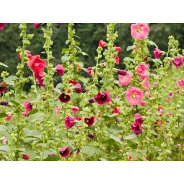 Althaea rosea - Stokroos - BIODYNAMISCH