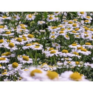 Tanacetum parthenium - Moederkruid - BIODYNAMISCH