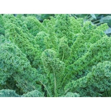 Boerenkool - Lerchenzungen - BIODYNAMISCH