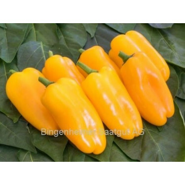 Paprika - Radja - BIO
