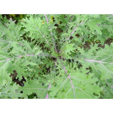 Boerenkool - Red Russian Kale - BIODYNAMISCH