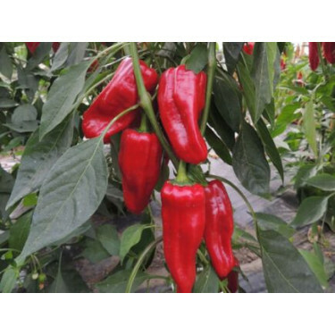 Paprika - Türkischer gewürzpaprika - BIODYNAMISCH 