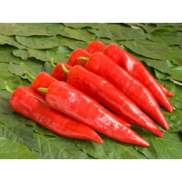 Paprika - Sweet Dreams - BIODYNAMISCH