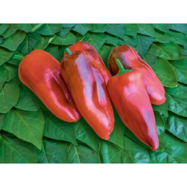 Paprika - Fritz - BIODYNAMISCH