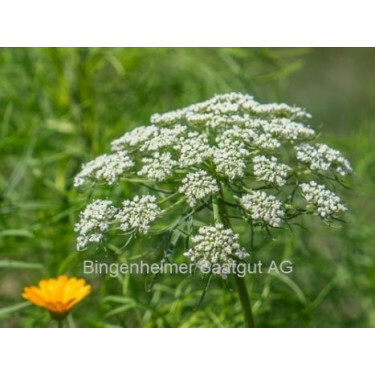 Ammi visnaga - Fijn akkerscherm - BIODYNAMISCH