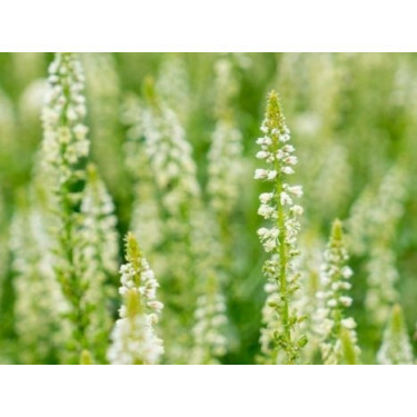 Reseda alba - Witte Reseda - BIO