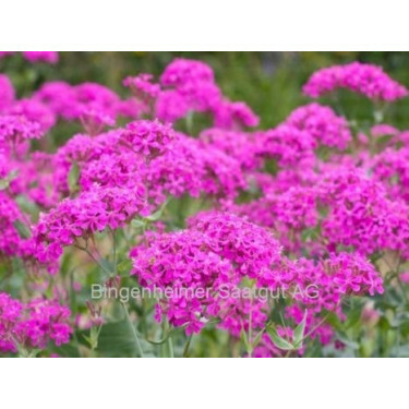 Silene armeria - Pekbloem - BIODYNAMISCH