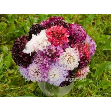 Scabiosa atropurpurea - Duifkruid - BIODYNAMISCH