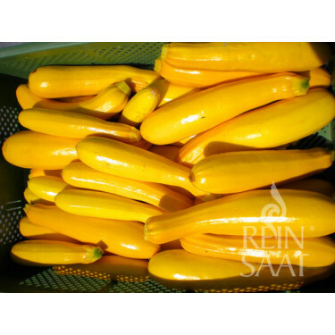 Courgette - Gold Rush - BIODYNAMISCH