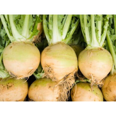Koolraap - Wilhelmsburger - BIODYNAMISCH - 50% korting wegens verminderde kiemkracht