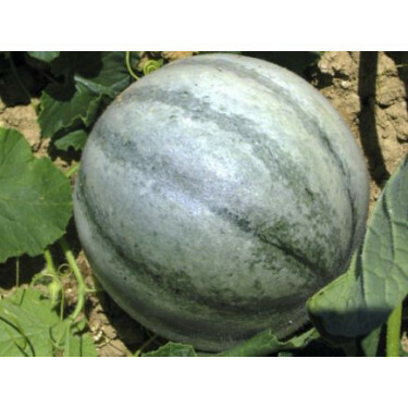 Meloen - Petit Gris de Rennes - BIODYNAMISCH