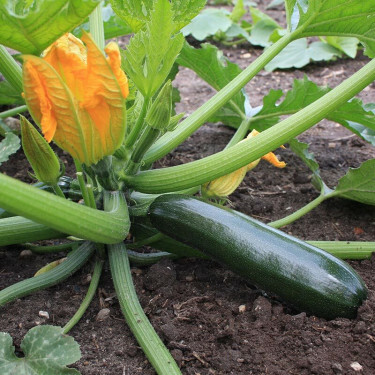 Courgette - Black Beauty - BIO