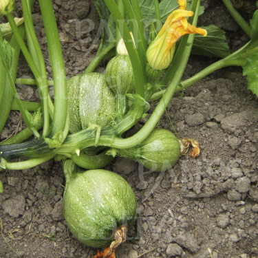 Courgette - Ronde van Nice - BIODYNAMISCH