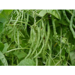 Staakboon/Stokslaboon - Neckarkönigin - BIO